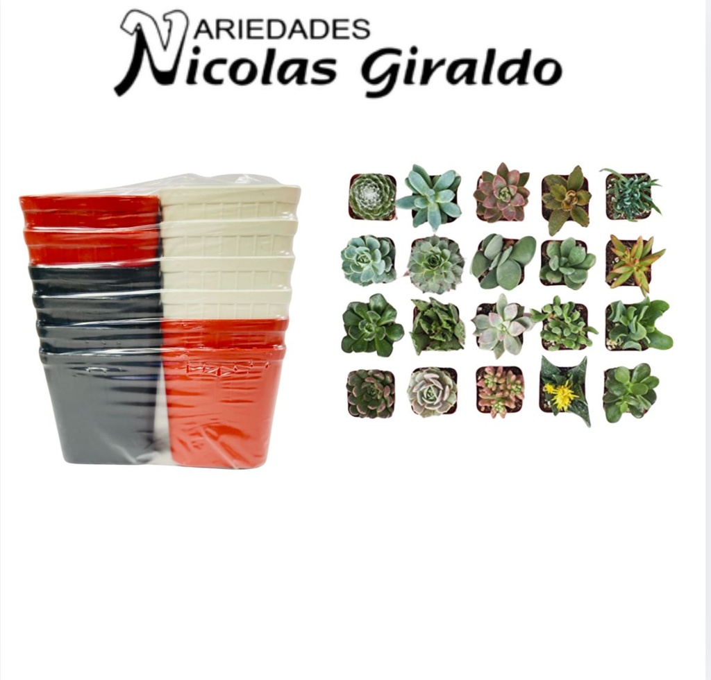 Matera suculenta cuadrada mini pqt x12